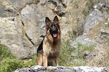BERGER ALLEMAND 135